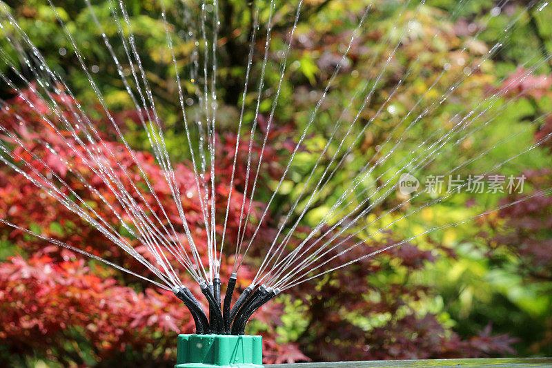 夏季软管花园喷灌机喷射和喷洒水的图像，园艺浇水植物/草坪草弯曲灵活的喷射指向水淋浴，模糊的背景日本枫树盆景树，灌溉系统湿水滴